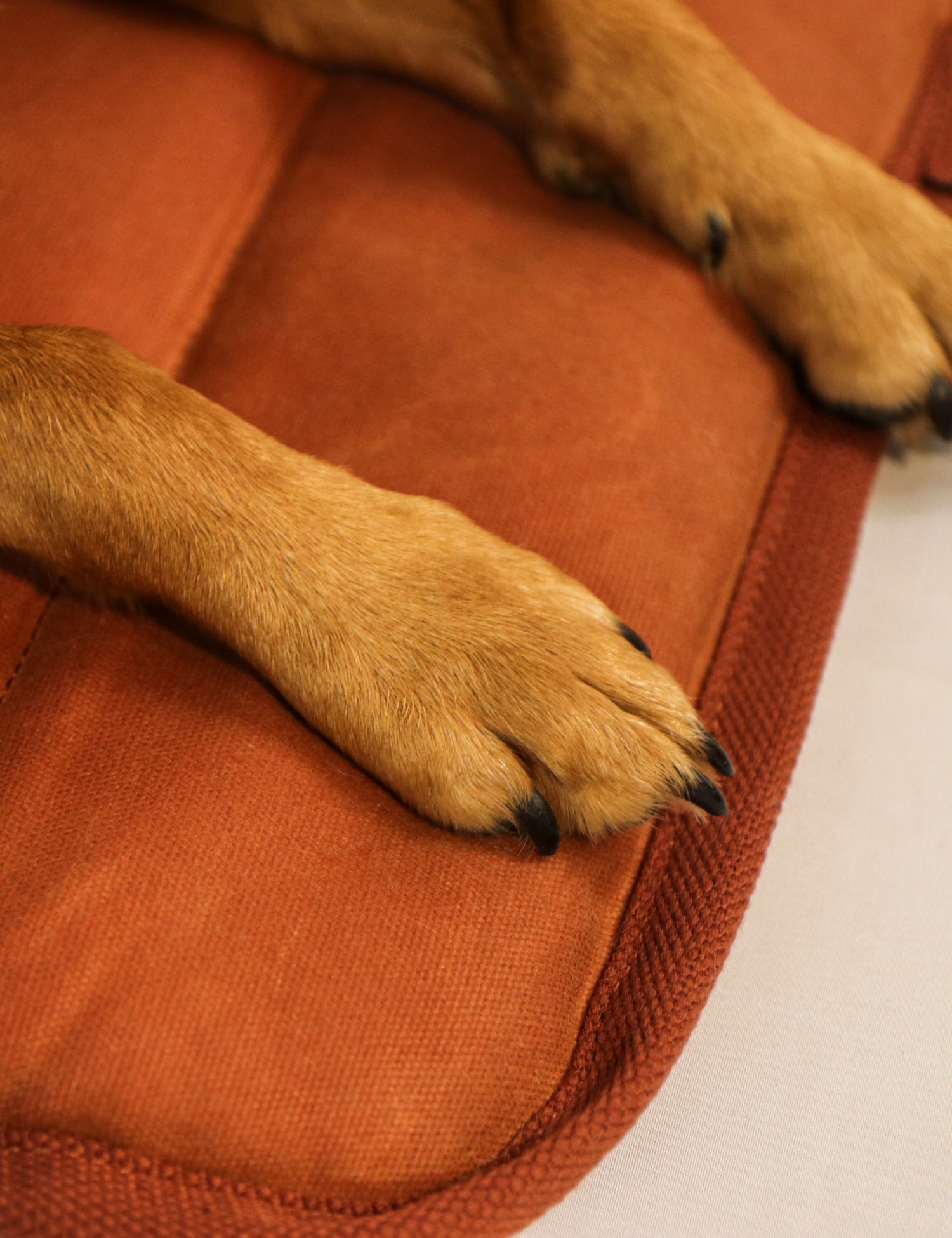 Water-Resistant Canvas Good Dog Mat – Bracken Orange