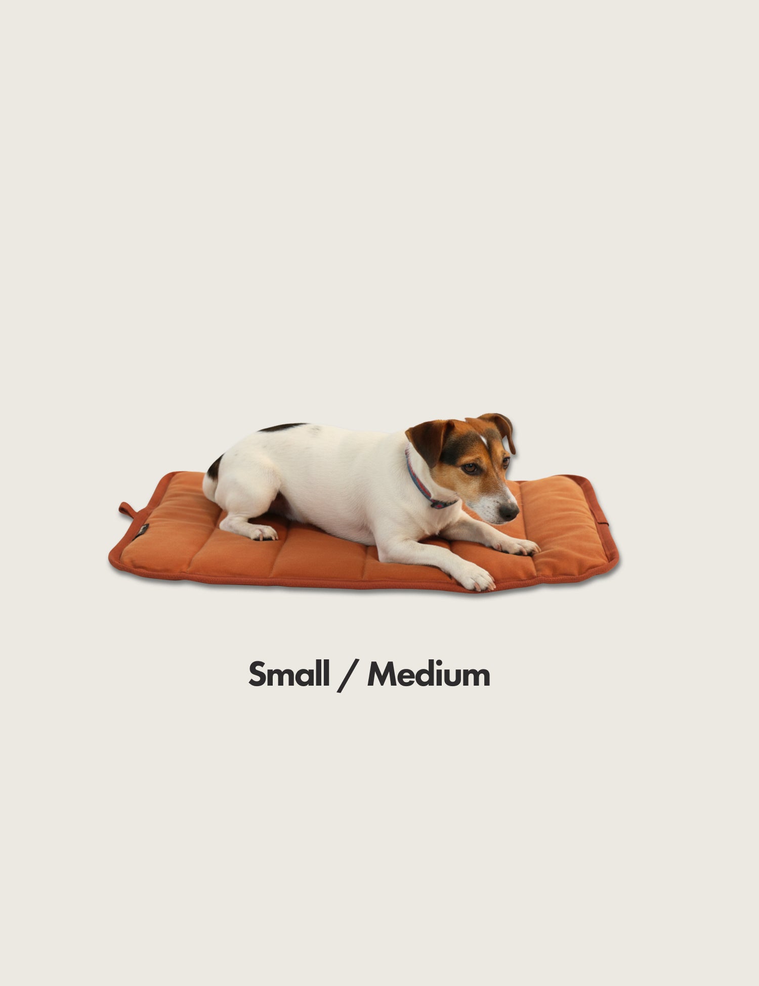 Small Jack Russell Dog lying on an orange Waxed canvas nz wool-cushioned dog bed with 'Small / Medium' text on a light grey background